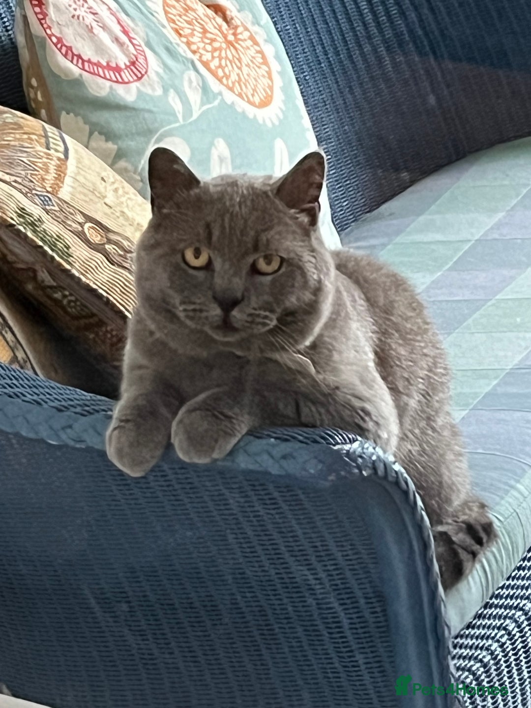 British Shorthair cats for sale: British shorthair  - Image 5