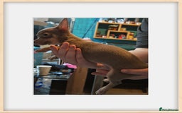 Chihuahua dogs for sale: Apple head chihuahua - Image 4