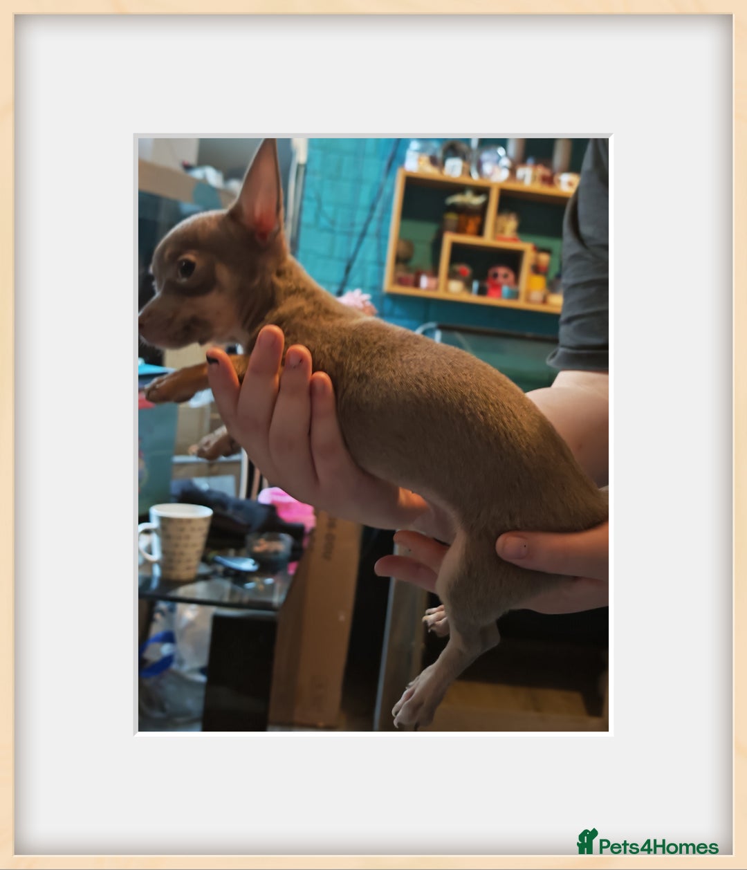 Chihuahua dogs for sale: Apple head chihuahua - Image 4