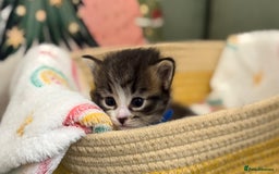 Siberian cats for sale: 4 Beautiful Siberian Cross Kitties 💗 - Advert 13