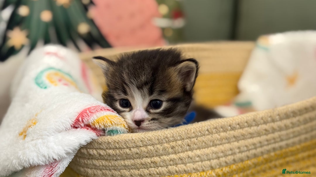 Siberian cats for sale: 4 Beautiful Siberian Cross Kitties 💗 - Advert 13