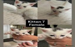 Mixed Breed cats for sale: White / Odd eye / black  Russian mix kittens /  - Image 14