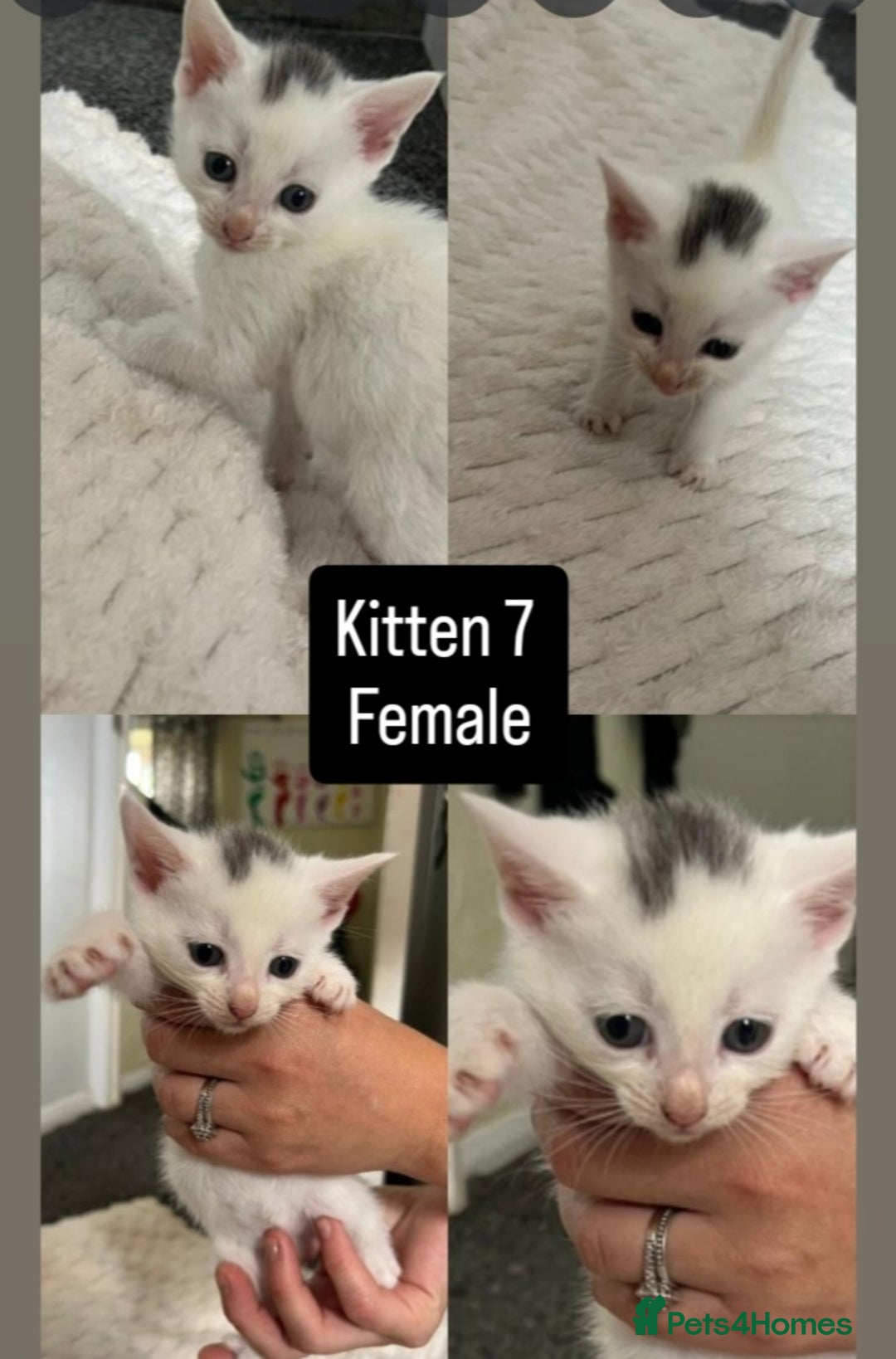 Mixed Breed cats for sale: White / Odd eye / black  Russian mix kittens /  - Image 14