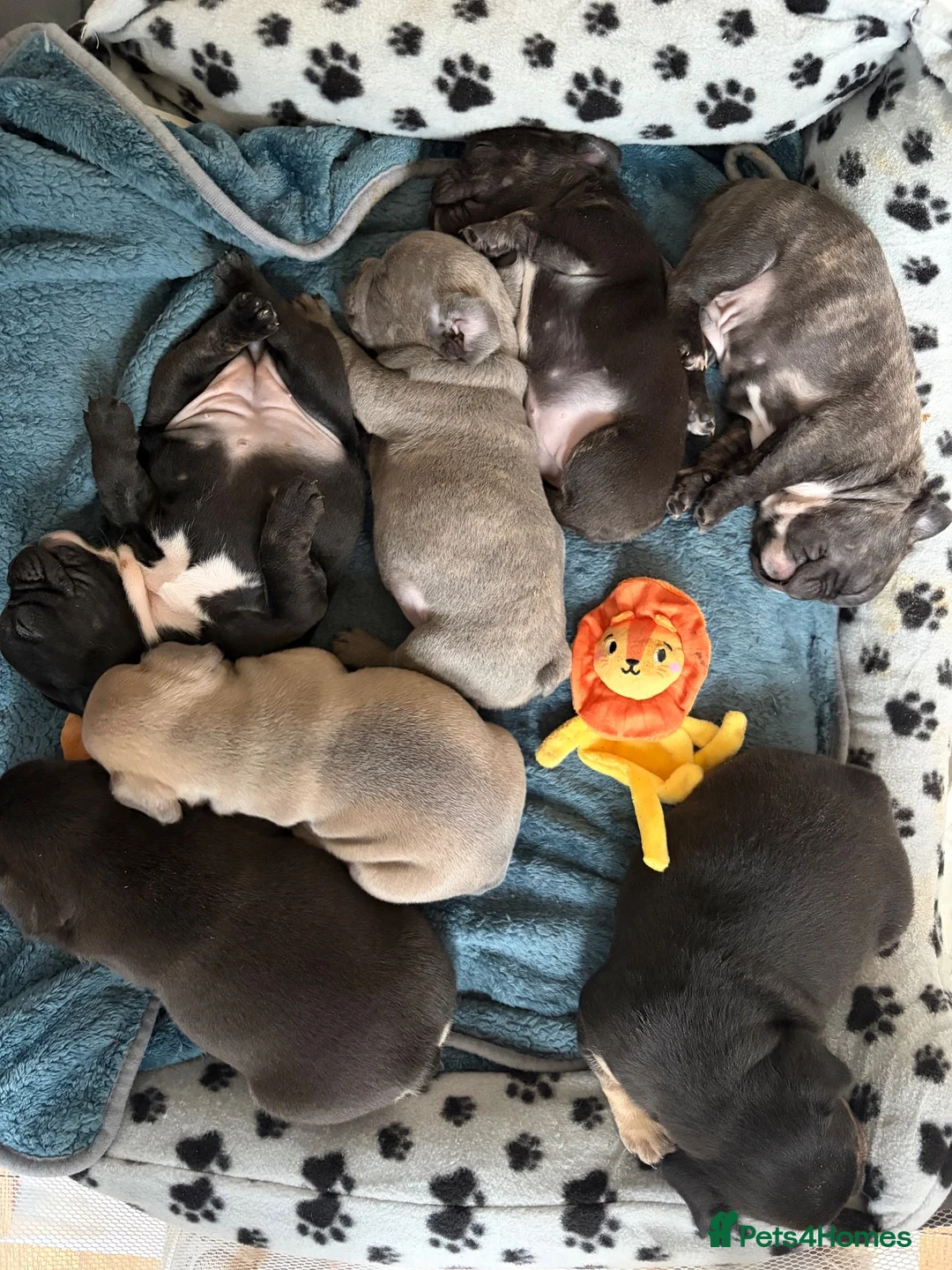 French Bulldog dogs for sale: FRENCH BULLDOG PUPS LOOKING FOR FOREVER HOMES 🐾 - Advert 2
