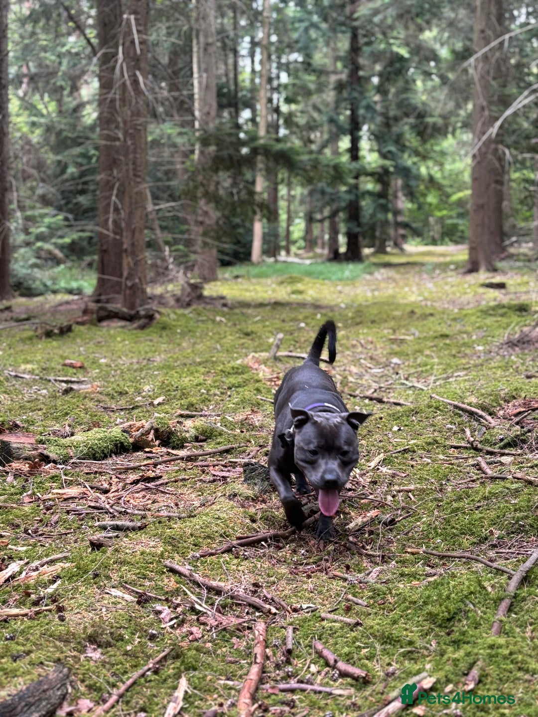 Staffordshire Bull Terrier dogs for stud: Beautiful healthy pedigree stud  - Advert 3