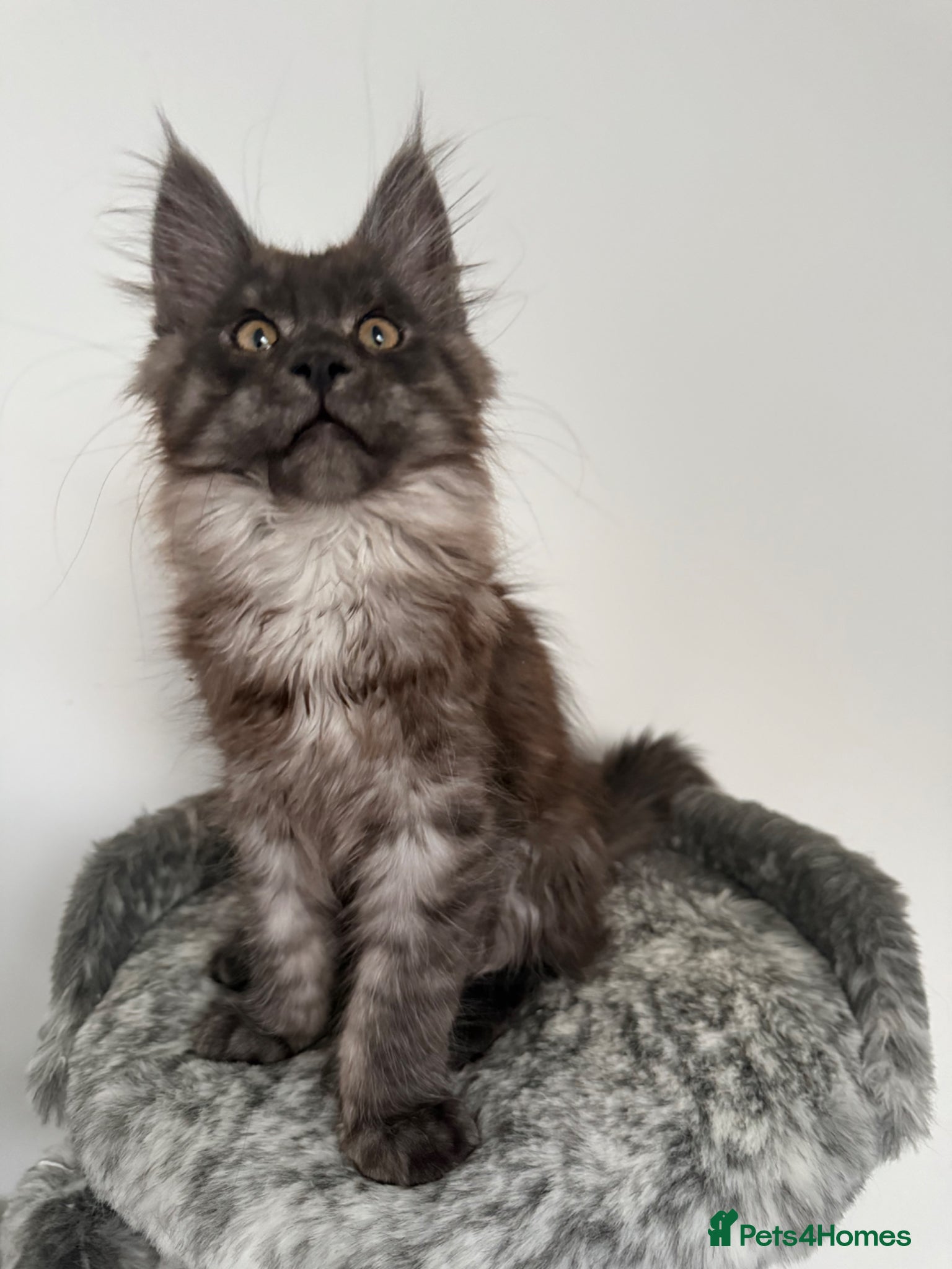 Maine Coon cats 🐾Tica registered Maine Coon Kittens Available 🐾 - Advert 2