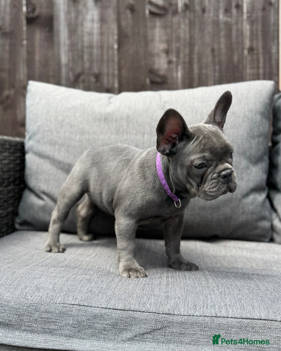 French Bulldog dogs for sale: French Bulldog Puppies–4 Girls & 2 Boys READY NOW  in Walton-on-Thames - Image 21
