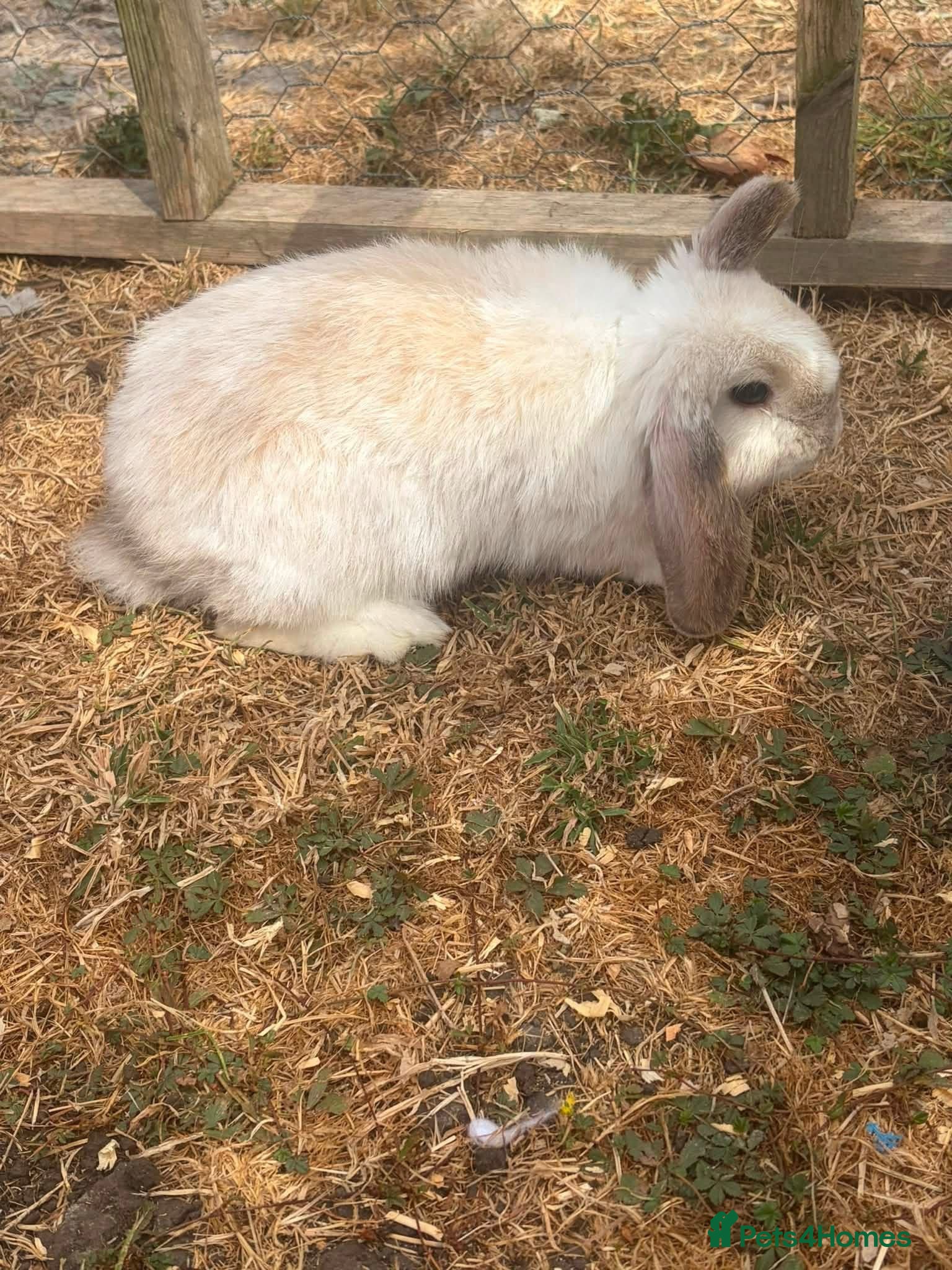 Mini Lop rabbits Gorgeous Mini Lop Girl  - Advert 1