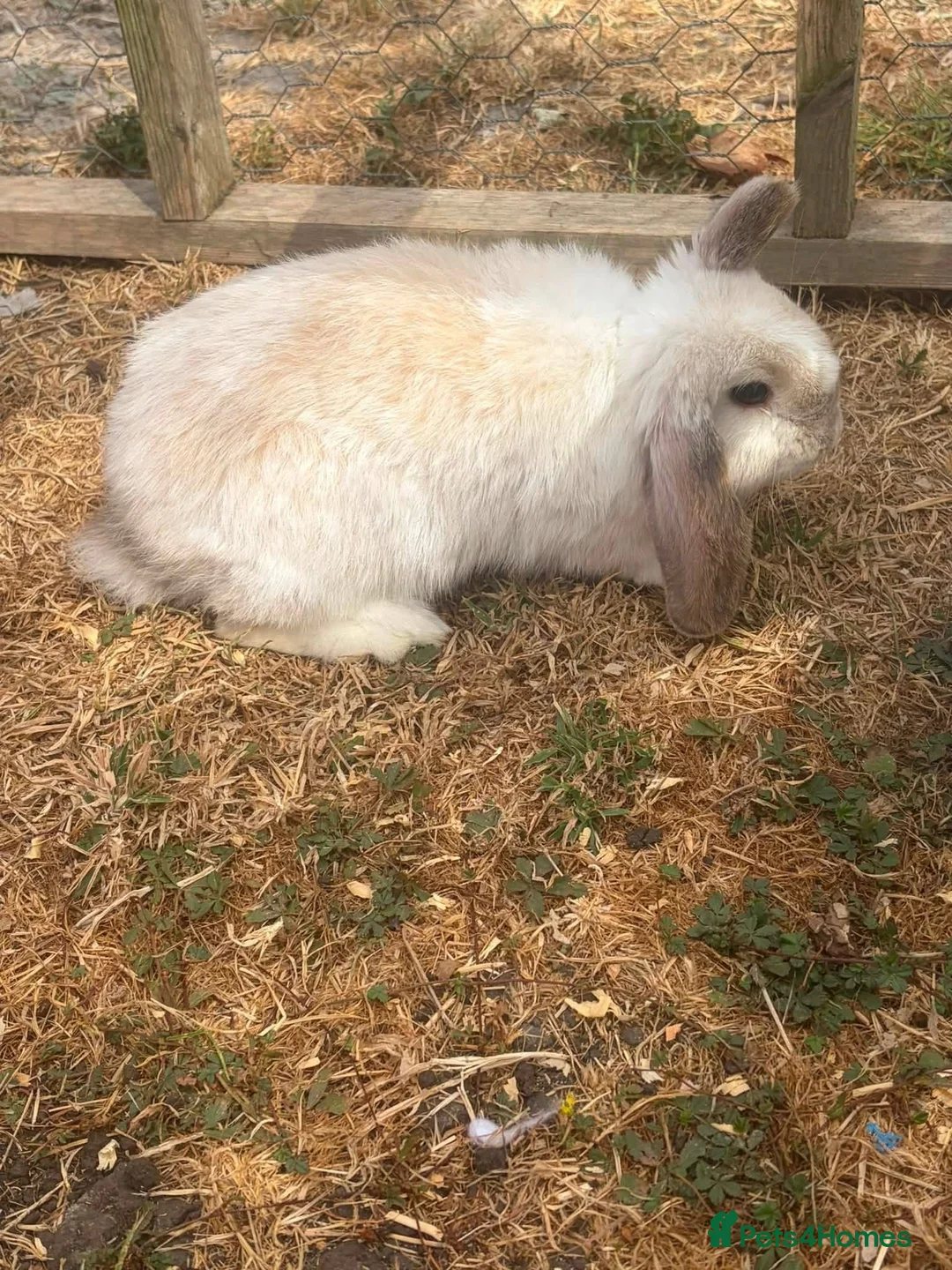 Mini Lop rabbits for sale: Gorgeous Mini Lop Girl  in Trowbridge - Advert 1