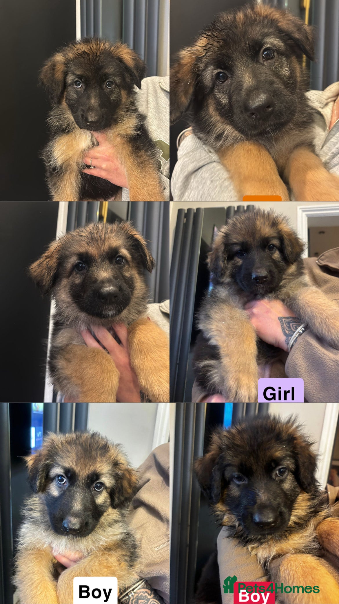 German Shepherd dogs German shepherd puppies Amber blood line  - Advert 4