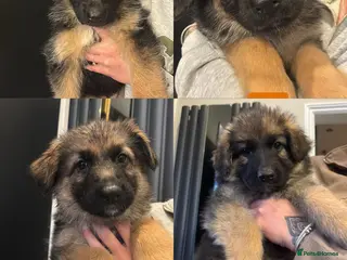 German Shepherd dogs German shepherd puppies Amber blood line - Advert 5
