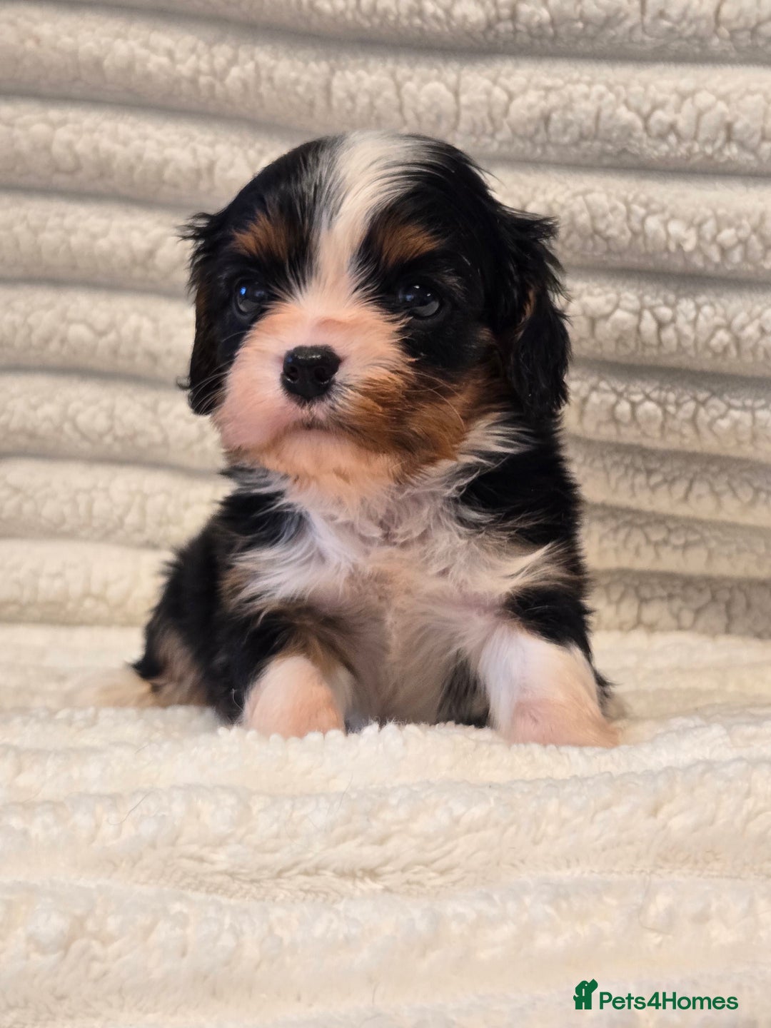 Cavalier King Charles Spaniel dogs for sale: KC Reg fully health tested parents cavvie pups  - Advert 9