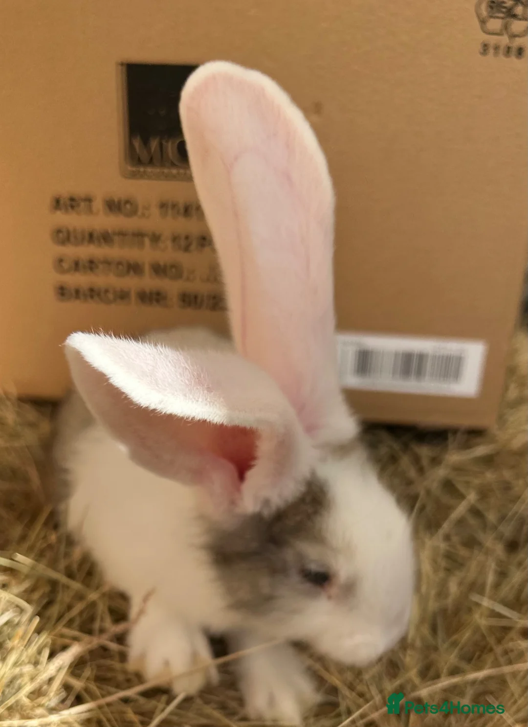 Flemish rabbits for sale: WE HAVE THE WORLDS BIGGEST BUNNIES  - Advert 11