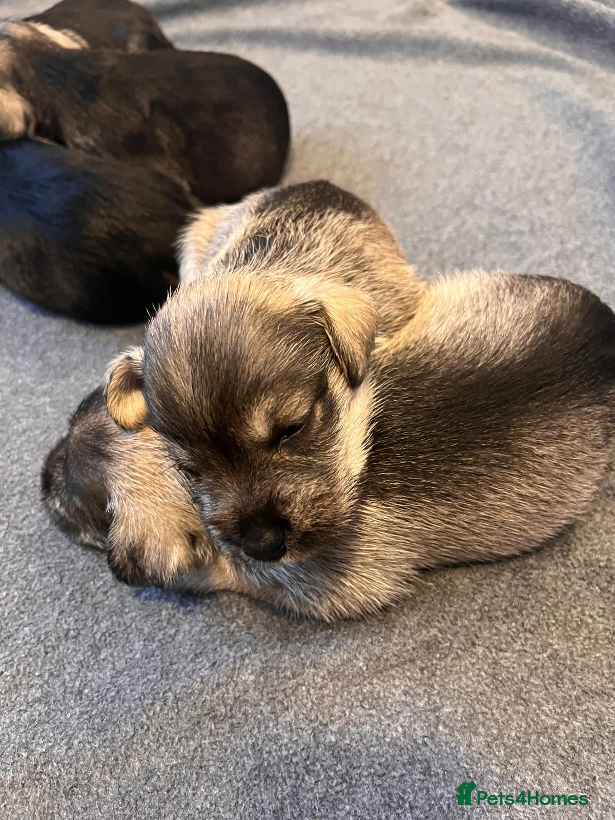 Miniature Schnauzer dogs Lovely litter of miniature schnauzers  - Advert 5