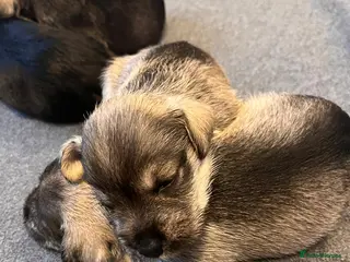 Miniature Schnauzer dogs Lovely litter of miniature schnauzers - Advert 9