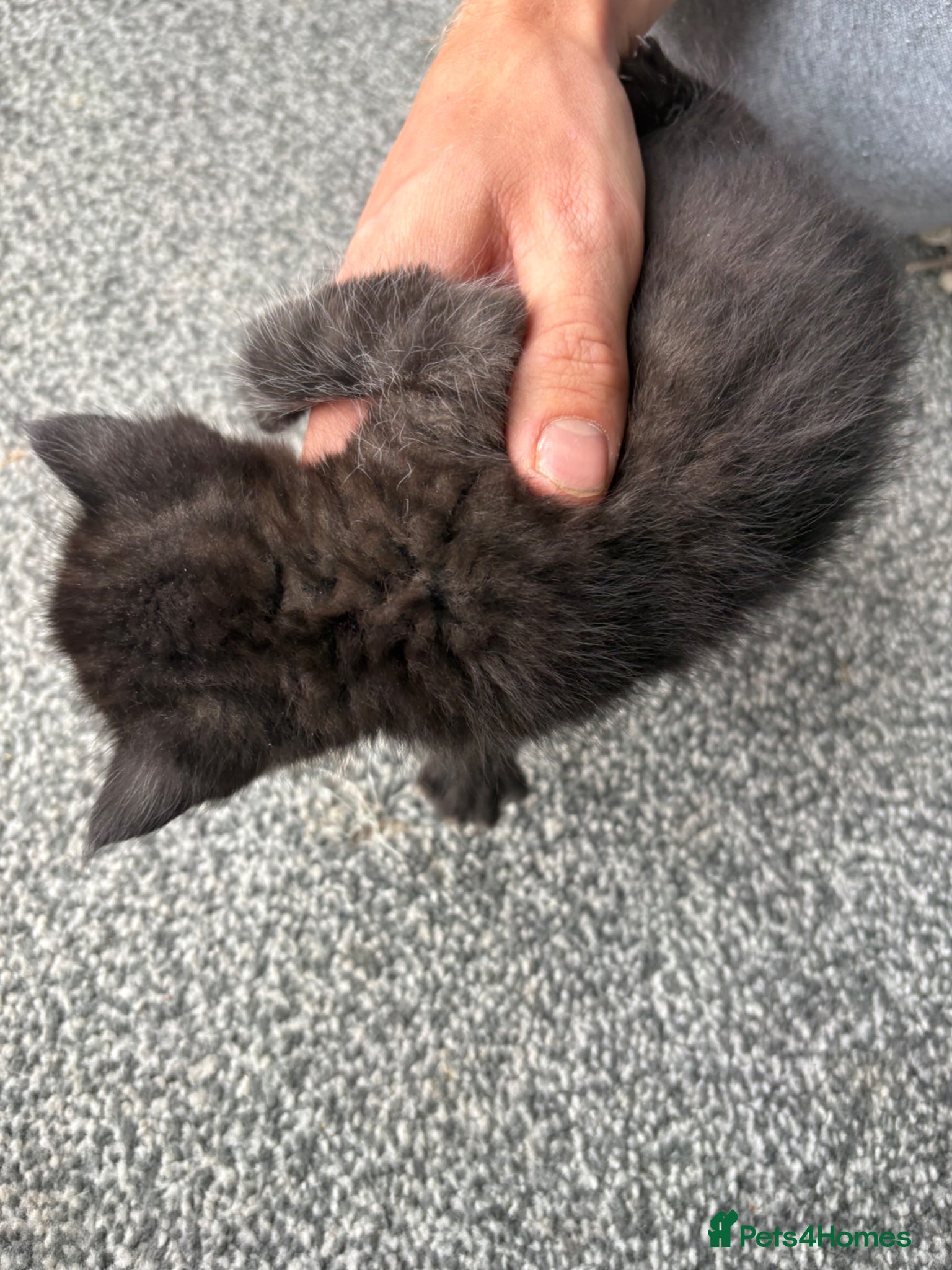 Persian cats for sale: Ash grey Persian kittens - Advert 27