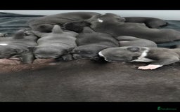 Staffordshire Bull Terrier dogs for sale: Adorable litter of 8 blue staffy pups  - Image 1