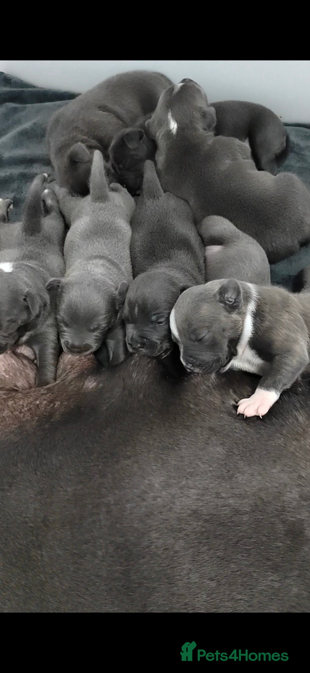 Staffordshire Bull Terrier dogs for sale: Adorable litter of 8 blue staffy pups  - Image 1