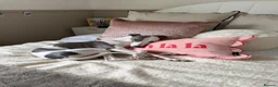 Whippet dogs for sale: Whippet in Swadlincote - Advert 2