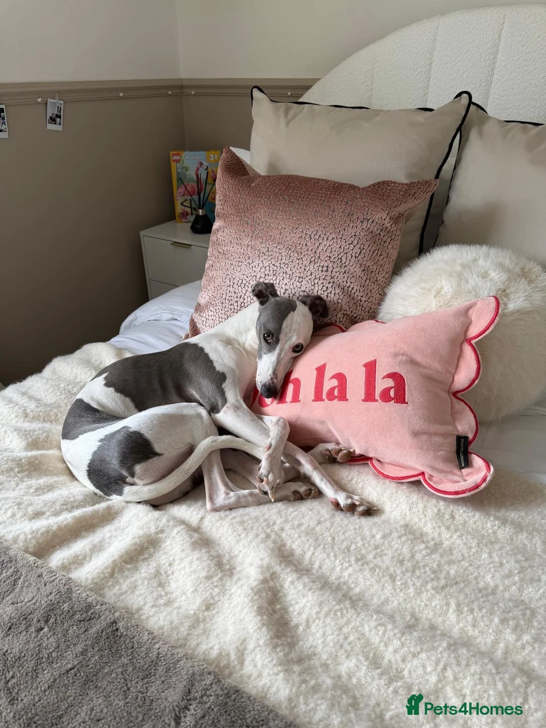 Whippet dogs for sale: Whippet in Swadlincote - Advert 2