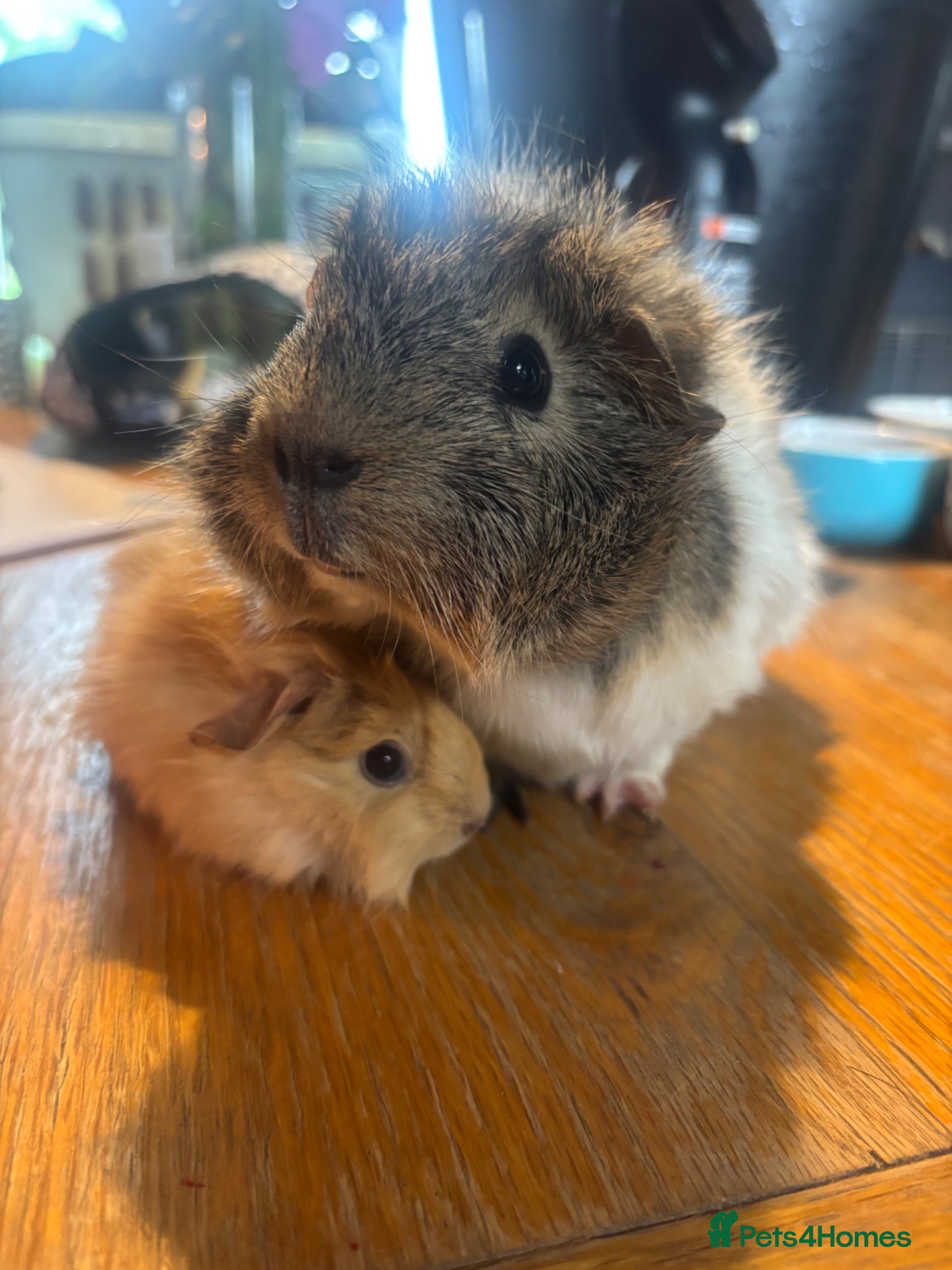 Guinea Pig rodents 2 beautiful boys  - Advert 1