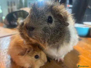 Guinea Pig rodents 2 beautiful boys - Advert 1