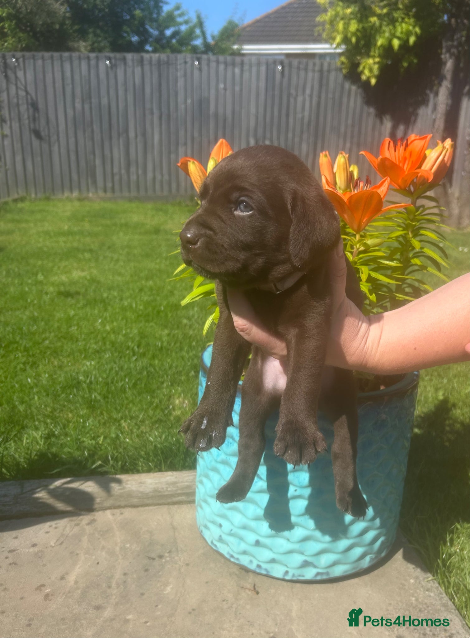 Labrador Retriever dogs Gorgeous KC Registered Chocolate Labrador Puppies  - Advert 16