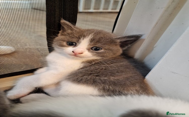 RagaMuffin cats - Advert 7