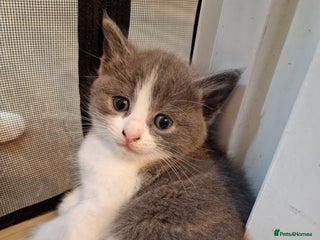 RagaMuffin cats 3 grey and white female kittens - Advert 2