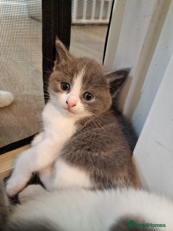 RagaMuffin cats - Advert 1