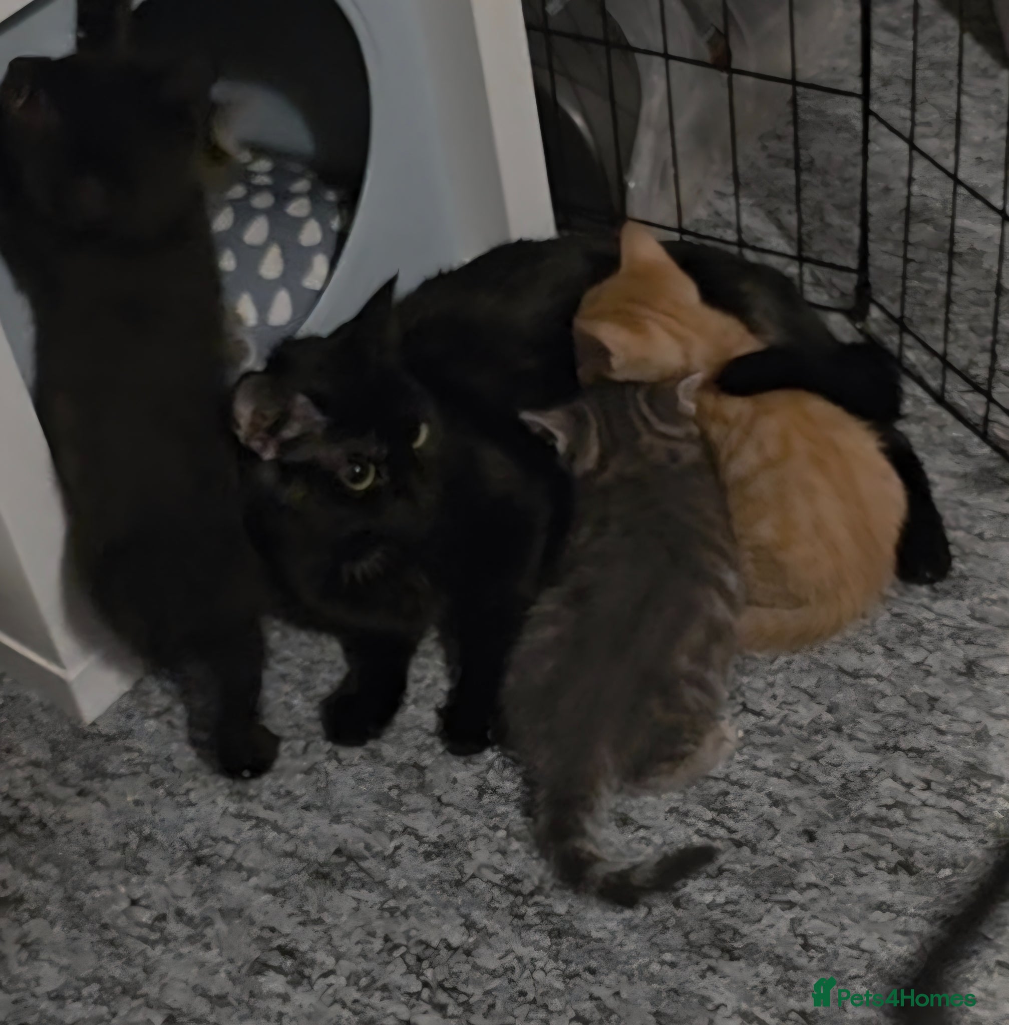 Mixed Breed cats 2 males left of litter  - Advert 2