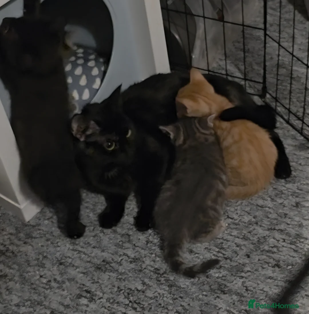 Mixed Breed cats for sale: 2 males left of litter  - Advert 1