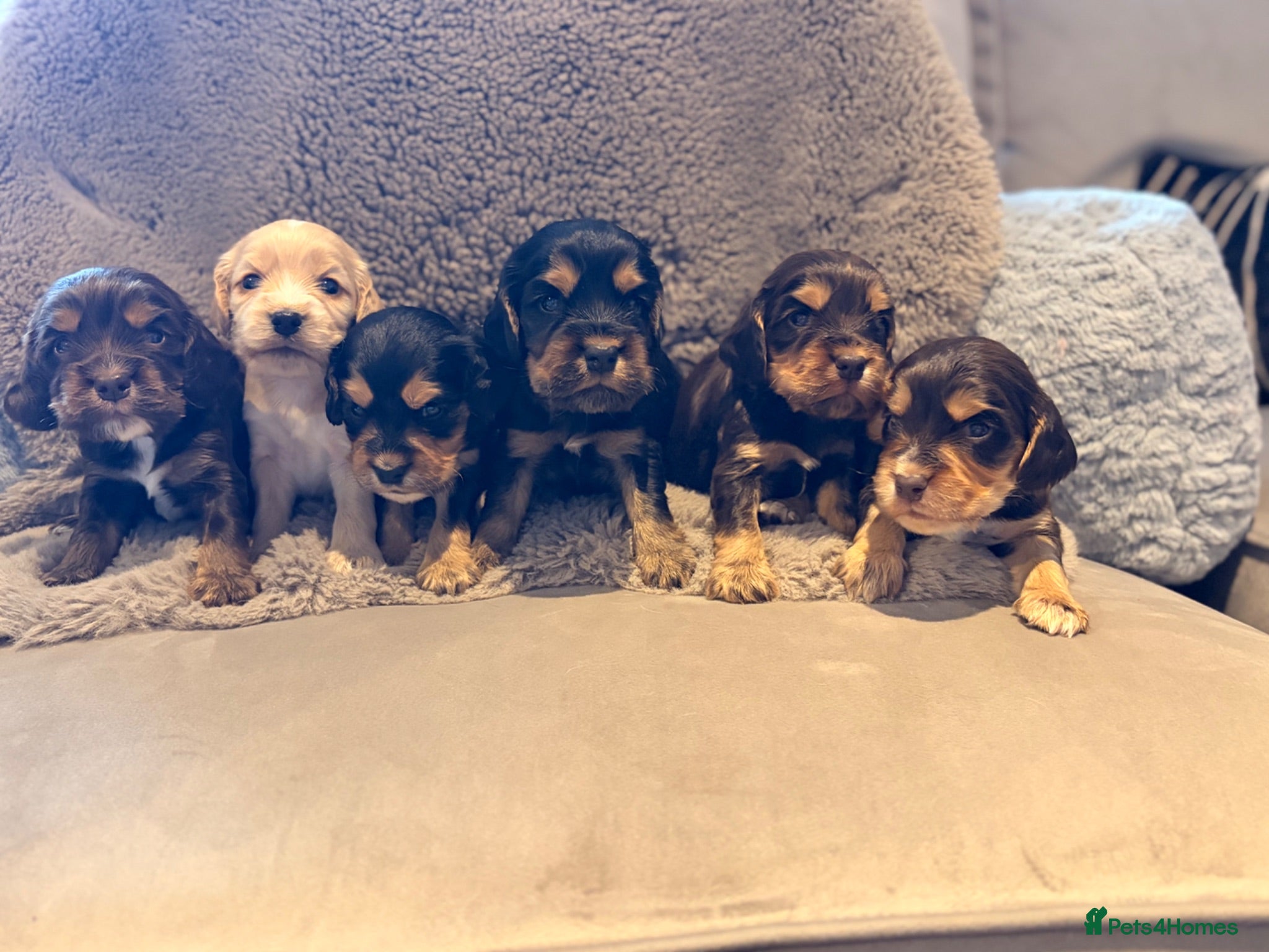 Cocker Spaniel dogs KC Reg cockers (Show type) - Advert 5