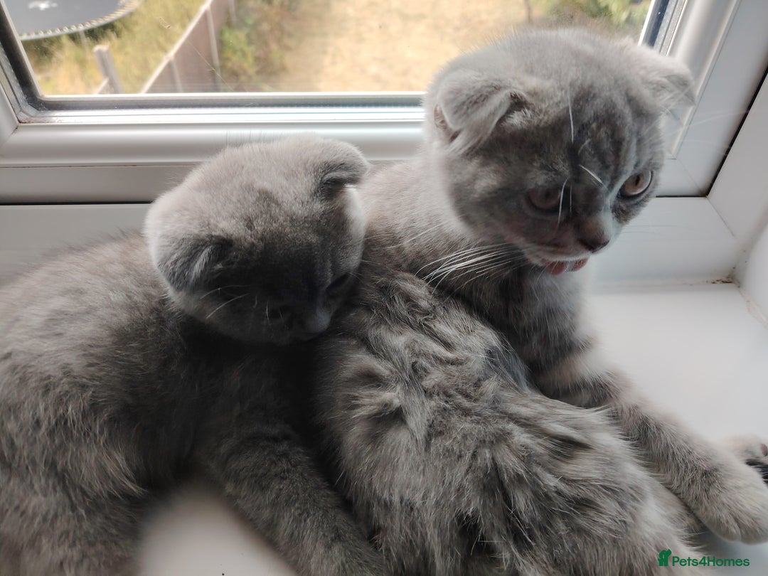 Scottish Fold cats for sale: Scottish and British mix - Image 2