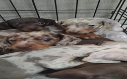 Miniature Dachshund dogs for sale: KC, PRA, STUNNING LITTER MIN,DASH😍 - Image 14