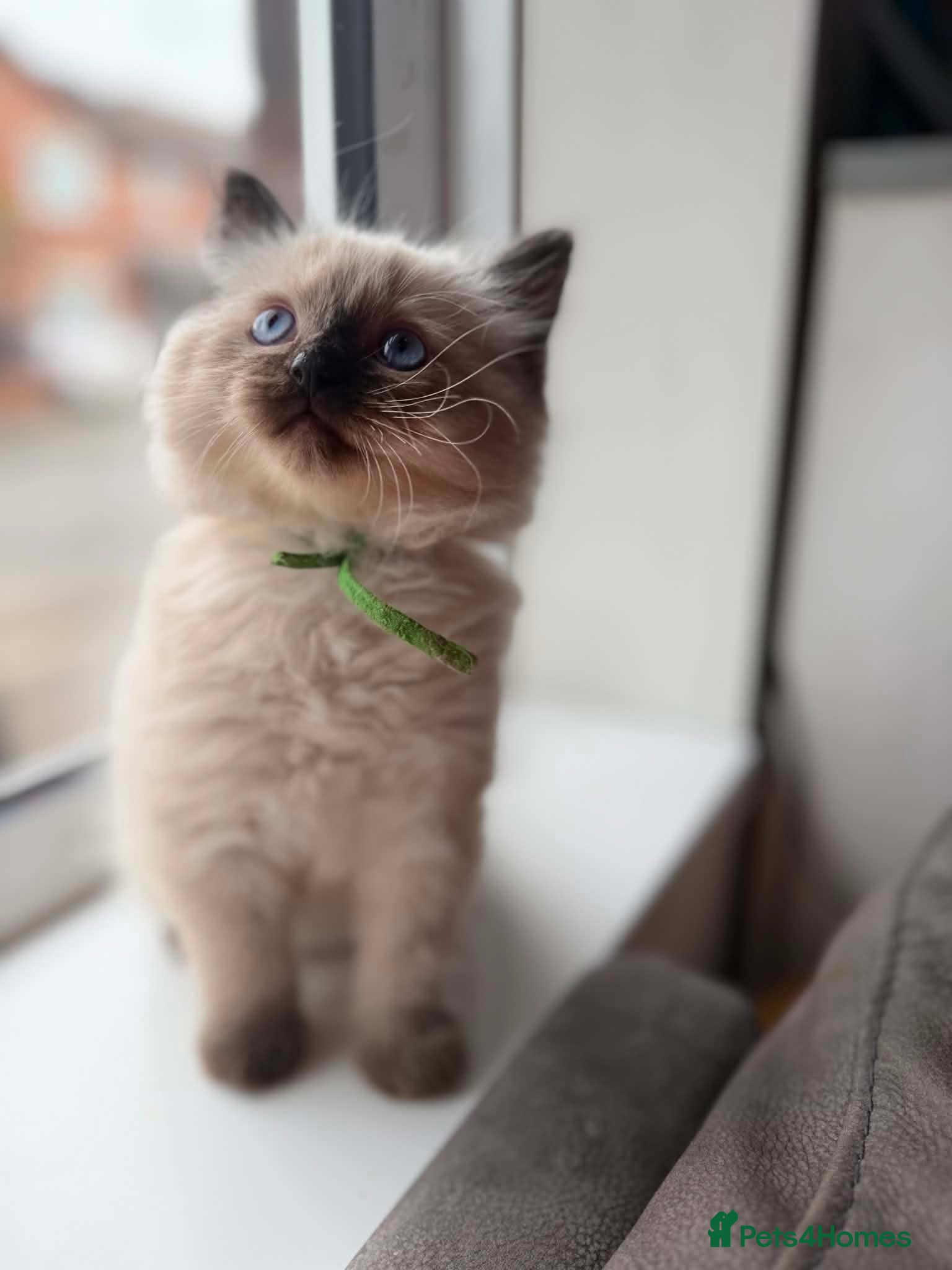Ragdoll cats for sale: READY NOW RAGDOLL KITTENS  - Advert 17