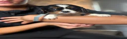 Cavalier King Charles Spaniel dogs for sale: KC registered King Charles cavaliers  - Advert 8
