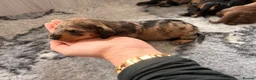 Miniature Dachshund dogs for sale: Miniature Wire Hair Dachshund  - Advert 2