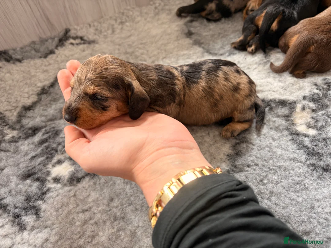 Miniature Dachshund dogs for sale: Miniature Wire Hair Dachshund  - Advert 2