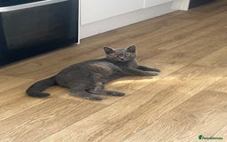 British Shorthair cats for sale: Female British shorthair  - Image 5