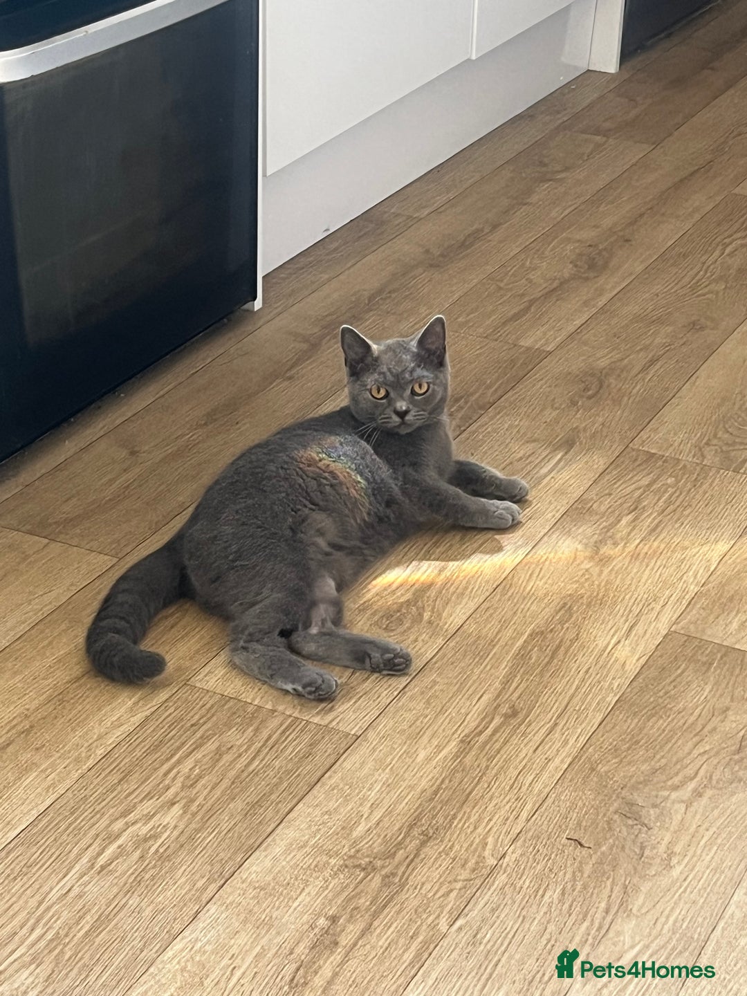 British Shorthair cats for sale: Female British shorthair  - Image 5