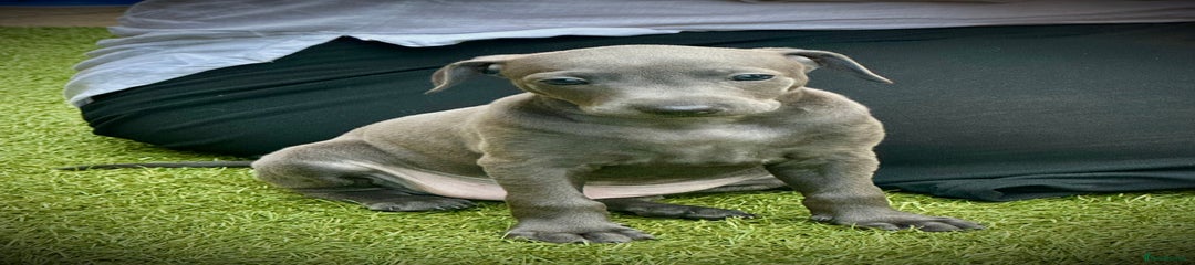 Charles (Blue Male – Darker Coat)