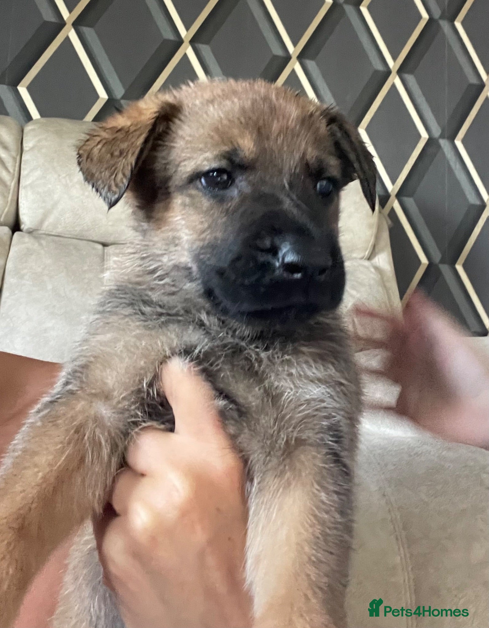 German Shepherd dogs 7 beautiful German Shepard puppies for sale  - Advert 1