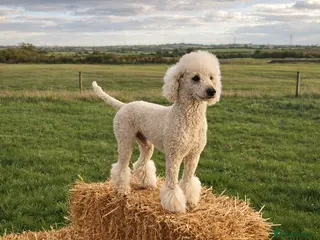 Standard Poodle dogs Proven Standard Poodle Stud Dog - Advert 12