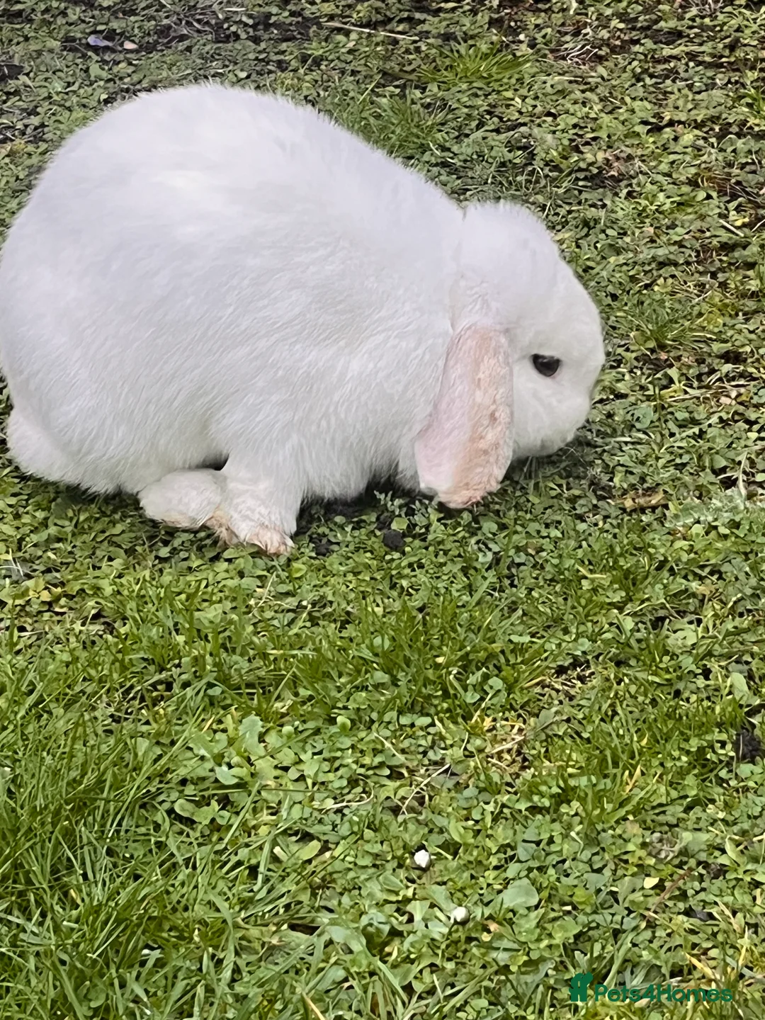 Mini Lop rabbits for sale: Beautiful white mini lop bunny - Advert 4