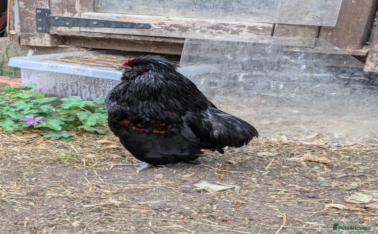 Chickens poultry - Advert 9
