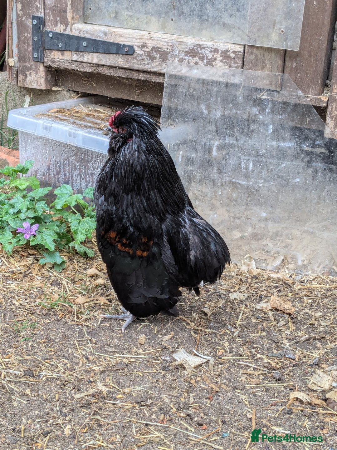 Chickens poultry for sale: Barbu de grubbe cockerel  - Image 1