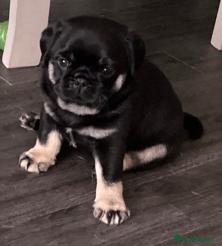 Pug dogs Fluffy teddy bear pugs husky markings KC Reg  - Advert 2