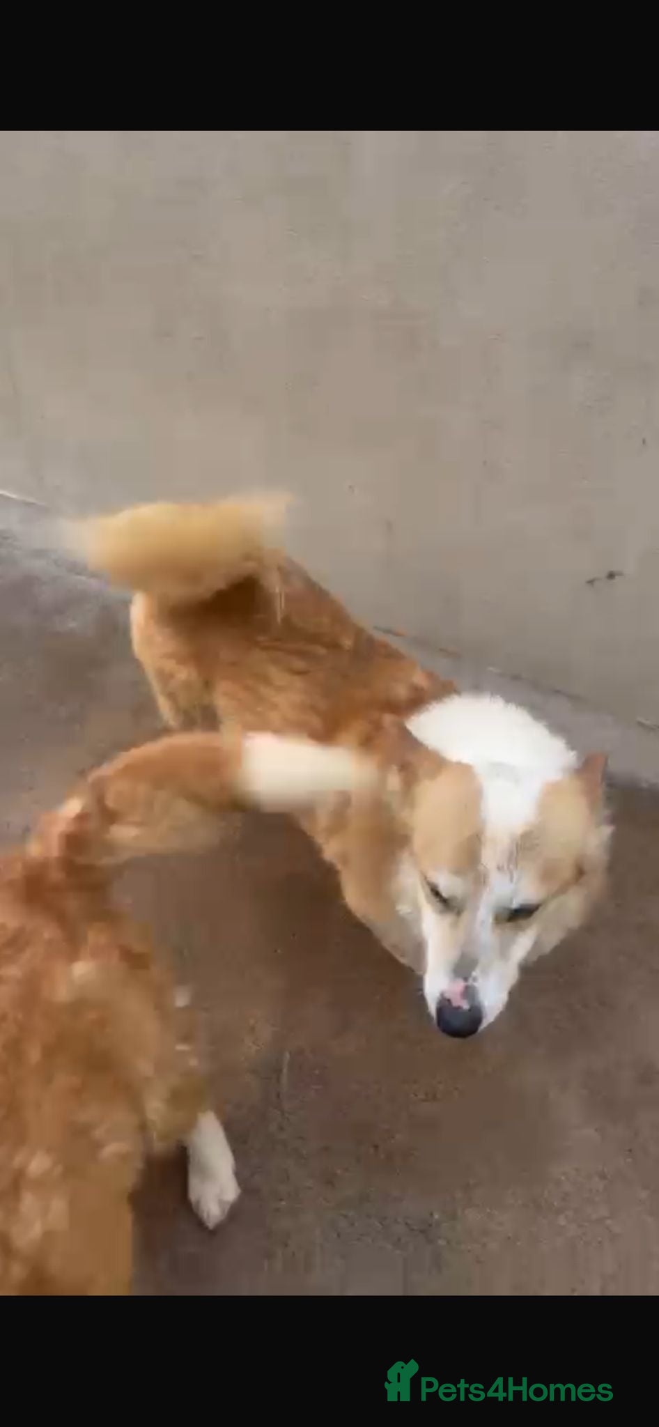 Welsh Corgi Pembroke dogs 2 kc registered corgis  - Advert 1