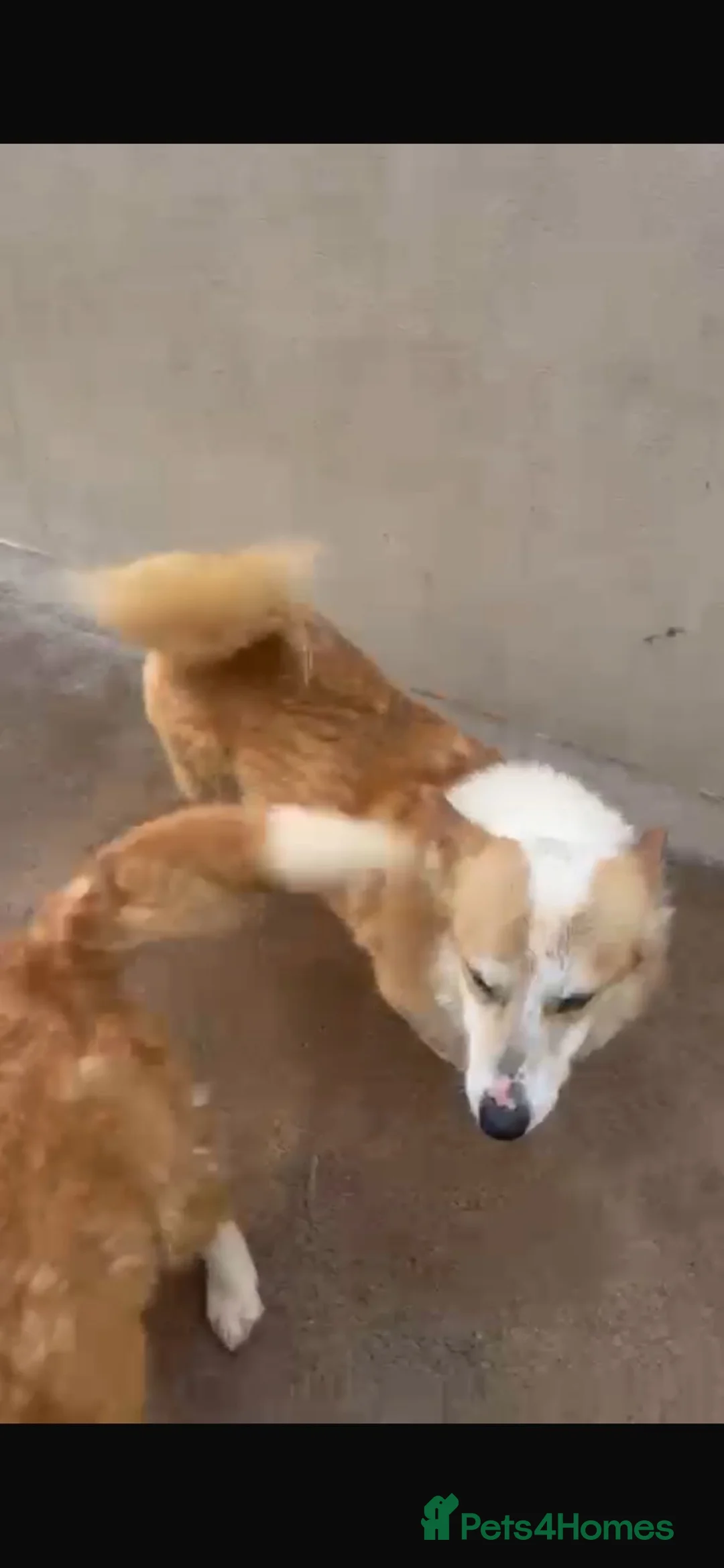 Welsh Corgi Pembroke dogs for sale: 2 kc registered corgis  - Advert 1